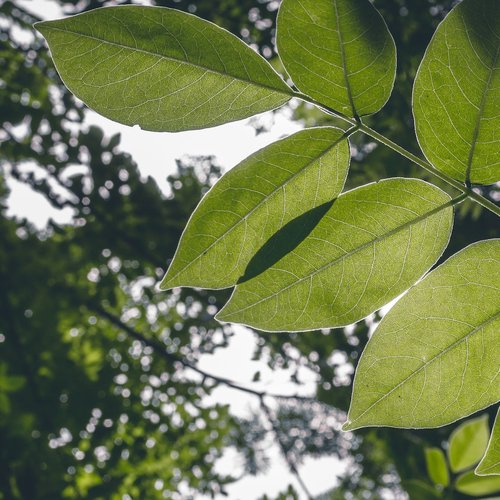 Plant Canopy pexels-jeswin-thomas-1376401